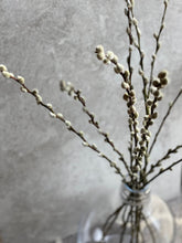 Load image into Gallery viewer, Natural Dried Pussy Willow Bunch Salix Caprea Branches Spring Catkin Twigs Easter Decor Vase Arrangement