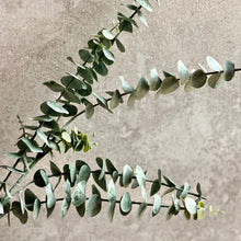 Load image into Gallery viewer, Artificial Dusky Green Eucalyptus Stem Faux Everlasting Foliage Length 88cm