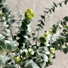 Load image into Gallery viewer, Artificial Dusky Green Eucalyptus Stem Faux Everlasting Foliage Length 88cm