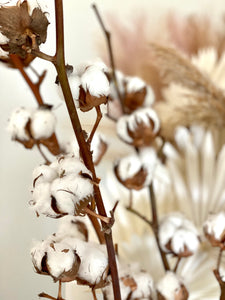 Natural Dried Cotton Stems With Fluffy Cotton Flower Buds Cotton Branches For Dried Flower Arrangements Minimalist Home Christmas Decor
