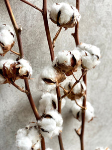 Natural Dried Cotton Stems With Fluffy Cotton Flower Buds Cotton Branches For Dried Flower Arrangements Minimalist Home Christmas Decor