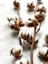 Load image into Gallery viewer, Natural Dried Cotton Stems With Fluffy Cotton Flower Buds Cotton Branches For Dried Flower Arrangements Minimalist Home Christmas Decor