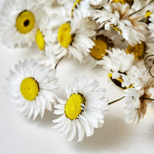 Load image into Gallery viewer, Dried White Everlasting Daisies | Natural Acroclinium Flowers | White Daisy Flower With Black Centres | Small Bunch Approx 40cm Length