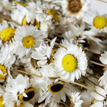 Load image into Gallery viewer, Dried White Everlasting Daisies | Natural Acroclinium Flowers | White Daisy Flower With Black Centres | Small Bunch Approx 40cm Length