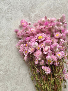 Dried Pink Everlasting Daisies Natural Rhodanthe Flowers Small Pink Daisy Flower With Yellow Centres Small Bunch Approx 40cm Length