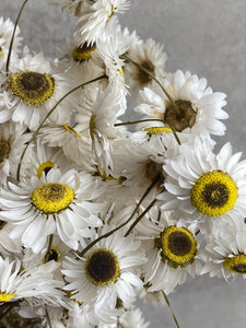 Dried White Everlasting Daisies | Natural Acroclinium Flowers | White Daisy Flower With Black Centres | Small Bunch Approx 40cm Length