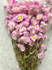 Dried Pink Everlasting Daisies Natural Rhodanthe Flowers Small Pink Daisy Flower With Yellow Centres Small Bunch Approx 40cm Length