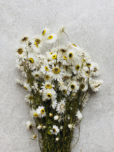 Dried White Everlasting Daisies | Natural Acroclinium Flowers | White Daisy Flower With Black Centres | Small Bunch Approx 40cm Length