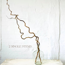Load image into Gallery viewer, Contorted Hazel Corylus Branches Curly Twigs For Vase Corkscrew Natural Twisted Stems Minimalist Japandi Decor Wabi Sabi 90-100cm Long