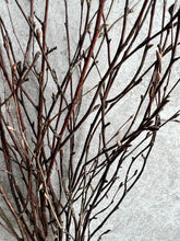 Load image into Gallery viewer, Natural Dried Birch Twigs Bunch | 10 Stem Bunch | Length approx 60cm