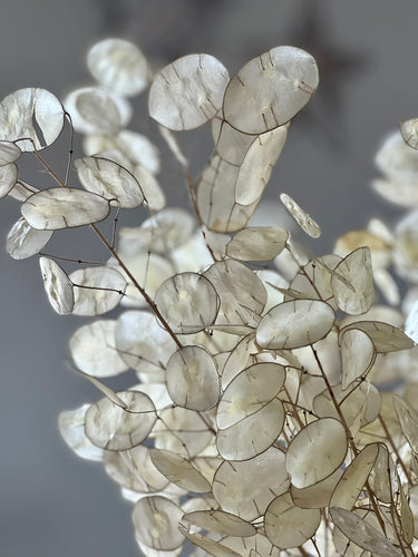 Dried Natural Lunaria Bunch | Honesty Seed Pod Stems | Translucent White Colour | New Harvest 2024 | BRITISH GROWN