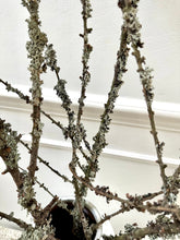 Load image into Gallery viewer, Moss Covered Larch Branches | Lichen Twigs | Woodland Branch | Natural Dried Stems | Minimalist Spring Decor | Wabi Sabi | Approx 80-100cm