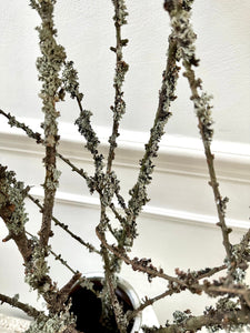 Moss Covered Larch Branches | Lichen Twigs | Woodland Branch | Natural Dried Stems | Minimalist Spring Decor | Wabi Sabi | Approx 80-100cm