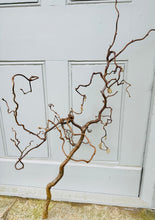 Load image into Gallery viewer, XL Contorted Hazel Corylus Tree Branches Curly Twigs Corkscrew Multi Branched Twisted Stems Minimalist Japandi Decor Wabi Sabi Spring Twigs