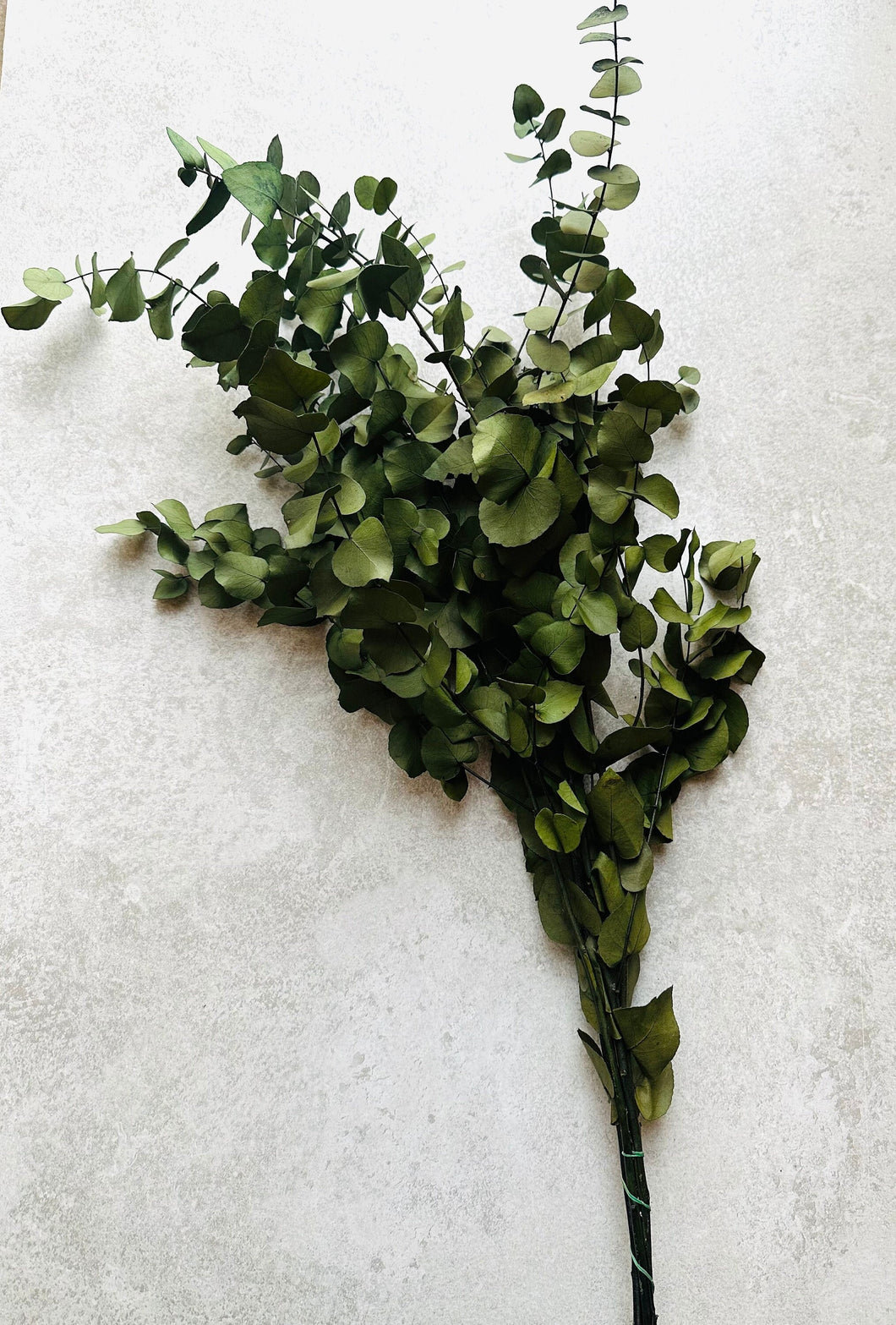 Real Preserved Eucalyptus Cinerea Bunch Everlasting Greenery Dried Foliage Leaves Moss Green Colour Length approx 70cm