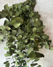 Load image into Gallery viewer, Real Preserved Eucalyptus Cinerea Bunch Everlasting Greenery Dried Foliage Leaves Moss Green Colour Length approx 70cm