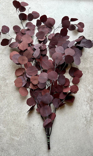 Real Preserved Eucalyptus Populus Bunch Deep Burgundy Everlasting Greenery Dried Silver Dollar Foliage Leaves Length approx 50-60cm