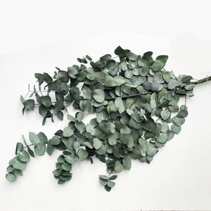 Real Preserved Eucalyptus Cinerea - GREEN Bunch | Everlasting Green | Dried Eucalyptus Foliage Leaves | Length approx 70cm