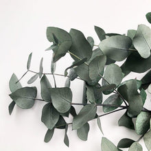 Load image into Gallery viewer, Real Preserved Eucalyptus Cinerea - GREEN Bunch | Everlasting Green | Dried Eucalyptus Foliage Leaves | Length approx 70cm