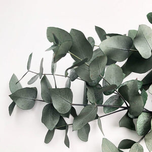 Real Preserved Eucalyptus Cinerea - GREEN Bunch | Everlasting Green | Dried Eucalyptus Foliage Leaves | Length approx 70cm