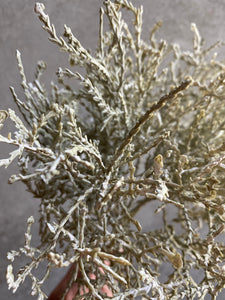 Faux Grey Santolina Bush Artificial Plant Sage Green Faux Plant For Indoor Planter Arrangement
