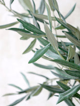 Load image into Gallery viewer, Faux Olive Tree In Rustic Grey Ceramic Pot | Artificial Indoor Plant | Available in 3 Sizes | Realistic Olive Branches